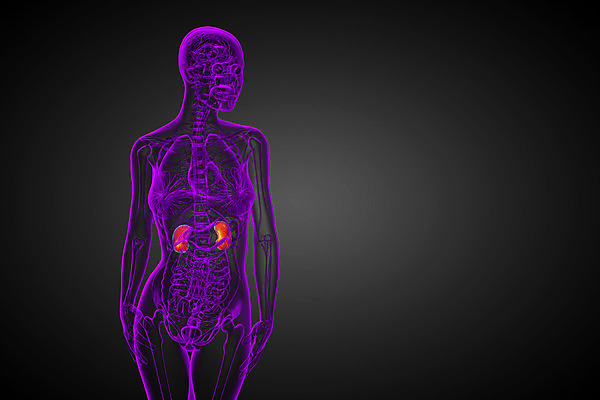 포토 JPG 해외이미지 과학 신체 해부 건강 사람 사람없음 파란색 오르간 신장 방광 염증 해외202004 해외포토 컬러 의학 건반악기 비뇨기관 질병 파일형식