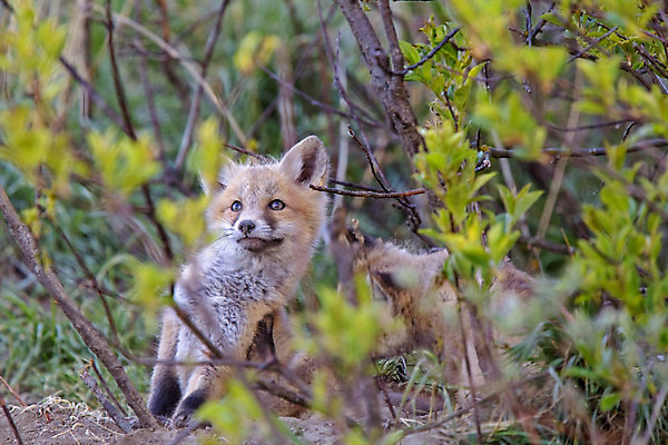 포토 JPG 해외이미지 주간 야생동물 두마리 사람없음 야외 소프트포커스 여우 해외202004 해외포토 자연요소 동물 2 포유류 촬영기법 파일형식