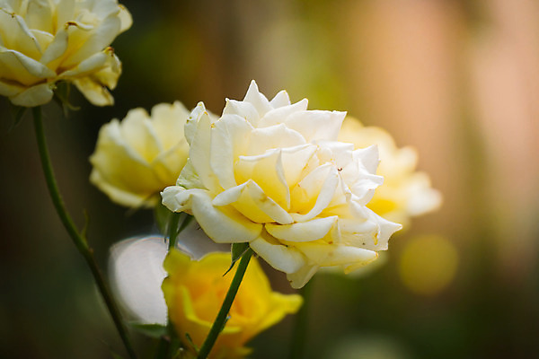 포토 JPG 해외이미지 식물 꽃잎 꽃 줄기 분홍색 잎 꽃무늬 자연 발렌타인데이 사람없음 야외 초록색 햇빛 장미 정원 벚꽃 내추럴 해외202004 해외포토 컬러 무늬 데이이벤트 태양 생태계 파일형식