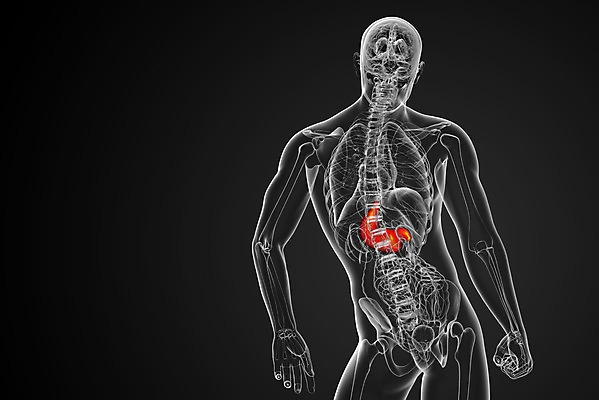 포토 JPG 해외이미지 해부 건강 사람 사람없음 3D 오르간 궤 해외202004 해외포토 의학 건반악기 디지털합성 파일형식
