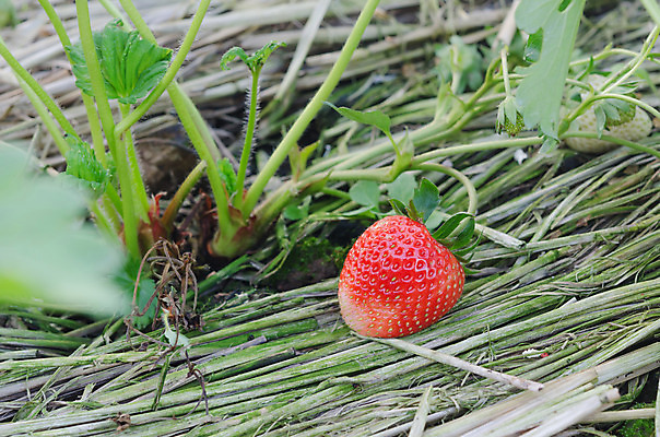 포토 JPG 해외이미지 식물 잎 과일 자연 딸기 사람없음 빨간색 초록색 농장 신선 밭일 숙성 세련 해외202004 해외포토 컬러 농업 생태계 파일형식