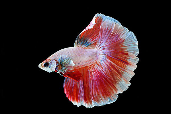 포토 JPG 해외이미지 동물 포즈 태국 자연 검은배경 어류 사람없음 반려동물 꼬리 싸움 고립 민물 열대기후 해외202004 해외포토 아시아 백그라운드 모션 검은색 수중동물 생태계 파일형식