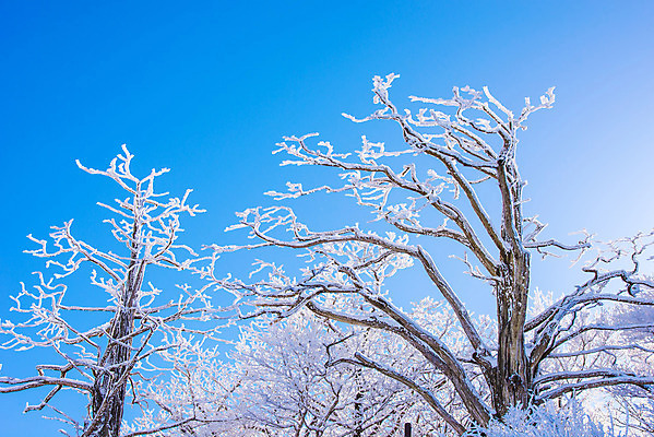 포토 JPG 해외이미지 나무 백그라운드 겨울 자연 하늘 산 서울 한국 풍경 사람없음 태양 맑음 추위 언덕 눈내림 해외202004 해외포토 자연요소 식물 계절 아시아 날씨 눈_날씨 생태계 파일형식