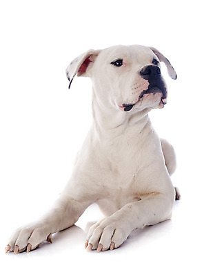 포토 JPG 해외이미지 동물 사람없음 반려동물 눕기 흰색 개 강아지 큼 흰배경 불독 송곳니 고립 마스티프 유래 해외202004 경비견 해외포토 컬러 백그라운드 포유류 모션 치아 크기 파일형식