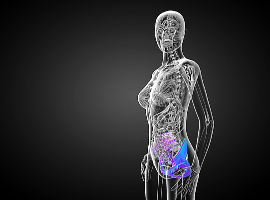 포토 JPG 해외이미지 해부 뼈 골격 건강 사람 사람없음 엉덩이 척추 자궁 연골 해외202004 해외포토 의학 신체부위 장기 파일형식 신체