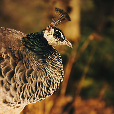 포토 JPG 해외이미지 동물 야생동물 백그라운드 패턴 자연 조류 사람없음 초록색 파란색 컬러풀 활발 공작 깃털 꼬리 부리 꿩 해외202004 해외포토 컬러 컨셉 무늬 생태계 파일형식