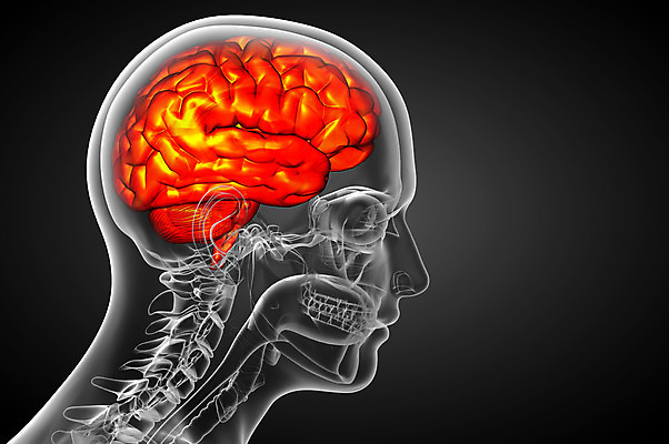 포토 JPG 해외이미지 사람 사람없음 머리 뇌 해외202004 해외포토 신체부위 파일형식