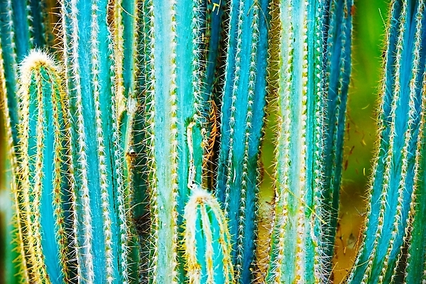 포토 JPG 해외이미지 식물 모래 자연 멕시코 선인장 풍경 사람없음 가로 모래사장 미국 사막 시골 땅 날것 캘리포니아 애리조나 내추럴 해외202004 해외포토 바다 북아메리카 생태계 파일형식