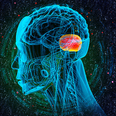 포토 JPG 해외이미지 해부 사람없음 코드 뇌 해외202004 해외포토 의학 파일형식