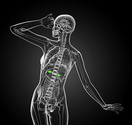 포토 JPG 해외이미지 해부 엑스레이 건강 사람 사람없음 약 진료 환자 오르간 생물학 간 복근 지라 해외202004 해외포토 교육 의학 근육 장기_의학 건반악기 파일형식