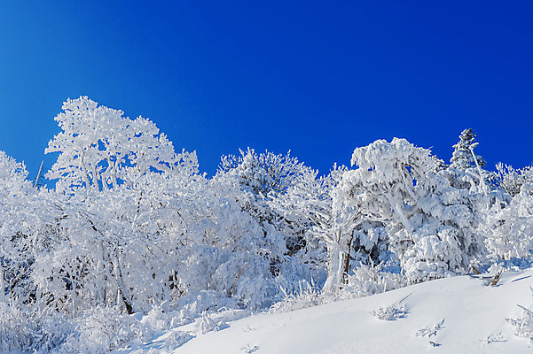 포토 JPG 해외이미지 나무 백그라운드 겨울 자연 하늘 산 서울 한국 풍경 사람없음 태양 맑음 추위 사찰 언덕 눈내림 해외202004 해외포토 자연요소 식물 계절 아시아 종교건축 날씨 눈_날씨 생태계 파일형식