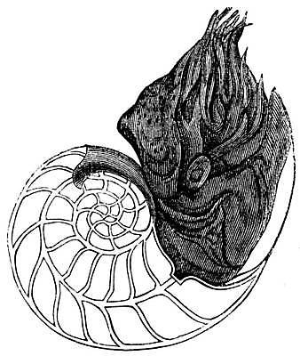 EPS 해외이미지 동물 바다 일러스트 초식동물 연체동물 나선형 미술 물 검은색 수중 수확 골동품 껍질 흰색 회의실 그림 판화 동물상 앵무조개 옛날 해외일러스트 자연요소 컬러 무늬 농업 문화예술 조개 무척추동물 조형물 파일형식 벡터 이미지허브