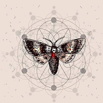 EPS 해외이미지 동물 손 디자인 선 나비 곤충 패턴 날개 일러스트 자연 추상 잉크 미술 그래픽 장식 수확 원형 인쇄 신비 스케치 문신 심볼 그림 손그림 점성술 신성 천문학 마법 기하학 나방 고딕 엘리먼트 스타일 해외일러스트 도형 교육 컨셉 무늬 농업 문화예술 신체부위 생태계 파일형식 벡터 이미지허브