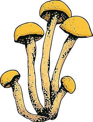 EPS 해외이미지 식물 손 음식 채소 일러스트 재료 자연 건강 요리 세트 버섯 수확 굴 낙서 숲 스케치 메뉴 그림 유기농 날것 손그림 레시피 판화 내추럴 고립 곰팡이 식용 채식주의자 맛있는 해외일러스트 웰빙 농업 어패류 미술 신체부위 생태계 채식 파일형식 벡터 이미지허브