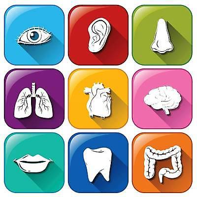 EPS 해외이미지 일러스트 버튼 사람없음 컬러풀 심장 허파 치아 입술 사인 뇌 코 대장 귀 해외일러스트 컬러 신체부위 소화기관 장기_의학 호흡기관 파일형식 벡터 이미지허브