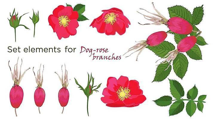 EPS 해외이미지 잎 일러스트 사람없음 빨간색 성장 스케치 꽃봉오리 손그림 과정 개장미 해외일러스트 식물 꽃 컬러 컨셉 미술 파일형식 벡터 이미지허브