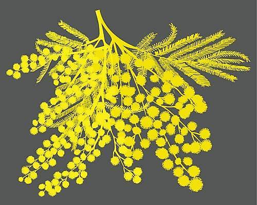 EPS 해외이미지 나무 식물 디자인 계절 여자 꽃 백그라운드 잎 꽃무늬 일러스트 자연 휴가 수채화 미술 장식 초록색 노란색 정원 봄 낭만 들꽃 벚꽃 흰색 나뭇가지 축하 신용카드 호주 8 심볼 사인 질감 내추럴 아카시아 고립 엘리먼트 스플래쉬 국경 해외일러스트 컬러 컨셉 무늬 문화예술 사람 금융 숫자 오세아니아 생태계 파일형식 벡터 이미지허브