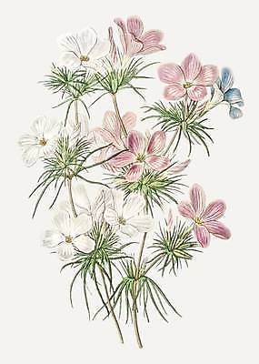 EPS 해외이미지 꽃 줄기 잎 일러스트 사람없음 빈티지 별꽃 해외일러스트 식물 컨셉 파일형식 벡터 이미지허브