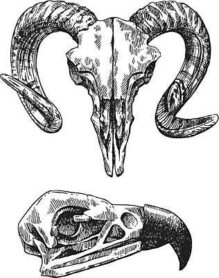 EPS 해외이미지 동물 손 디자인 야생동물 과학 백그라운드 일러스트 해부 자연 조류 염소 뼈 골격 동물원 미술 그래픽 장식 머리 검은색 수확 시골 죽음 양 소 주식 위험 문신 묘사 그림 황소 복고 사냥 감탄 고립 서쪽 옛날 텍사스 특별함 해골모형 생존 스타일 현실 해외일러스트 컬러 컨셉 농업 포유류 의학 문화예술 신체부위 금융 모형 미국 방향 생태계 파일형식 벡터 이미지허브