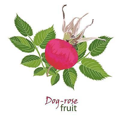 EPS 해외이미지 식물 디자인 기념일 열매 꽃잎 꽃 꽃다발 결혼 백그라운드 꽃무늬 패턴 일러스트 자연 건강 그래픽 장식 초록색 여름 파란색 세트 장미 건강관리 정원 페인트 봄 수확 벚꽃 흰색 나뭇가지 축하 인사 생일 차 엉덩이 수집 허브 화단 내추럴 고립 스타일 해외일러스트 나무 계절 음료 컬러 컨셉 무늬 농업 관리 이벤트 신체부위 예절 생태계 파일형식 벡터 이미지허브