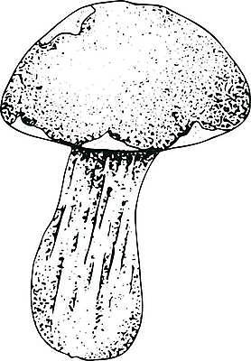 EPS 해외이미지 식물 손 음식 채소 일러스트 재료 자연 건강 요리 세트 버섯 수확 굴 낙서 숲 스케치 메뉴 그림 유기농 날것 손그림 레시피 판화 내추럴 고립 곰팡이 식용 채식주의자 맛있는 해외일러스트 웰빙 농업 어패류 미술 신체부위 생태계 채식 파일형식 벡터 이미지허브