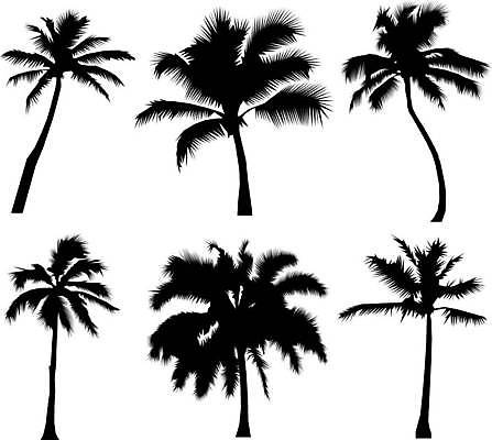 EPS 해외이미지 나무 식물 실루엣 섬 여행 백그라운드 잎 일러스트 자연 손바닥 야외 그래픽 세트 환경 검은색 흰색 나뭇가지 숲 하와이 윤곽 코코넛 내추럴 고립 이국적 해외일러스트 손 컬러 과일 촬영기법 미국 생태계 파일형식 벡터 이미지허브