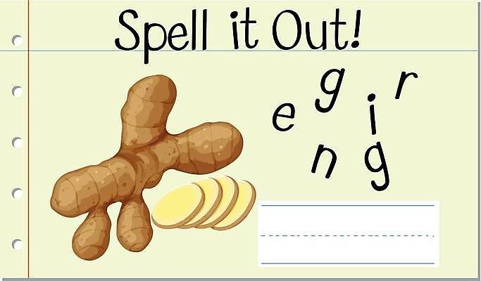 EPS 해외이미지 알파벳 영어 일러스트 영어교육 사람없음 단어 슬라이스 생강 단어조합 단어맞추기 단어카드 해외일러스트 문자 교육 채소 맞추기 조합 파일형식 벡터 단어장 이미지허브