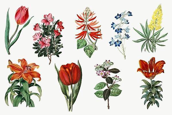 EPS 해외이미지 꽃 줄기 잎 일러스트 사람없음 세트 다양 튤립 진달래 엘리먼트 해외일러스트 식물 다수 파일형식 벡터 이미지허브