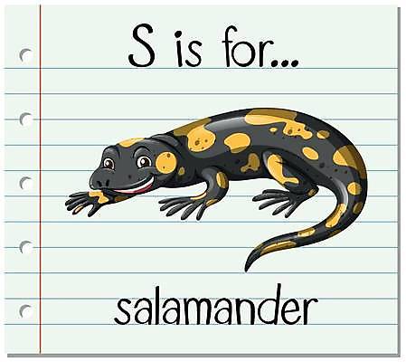 EPS 해외이미지 한마리 알파벳 영어 일러스트 영어교육 사람없음 단어 S 단어카드 도롱뇽 해외일러스트 문자 1 교육 양서류 파일형식 벡터 단어장 이미지허브