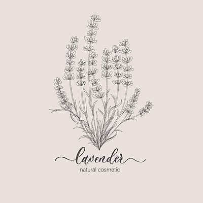 EPS 해외이미지 라인일러스트 일러스트 캘리그라피 타이포그라피 사람없음 풀잎 라벤더 해외일러스트 문자 꽃 잎 풀_식물 허브 파일형식 벡터 이미지허브