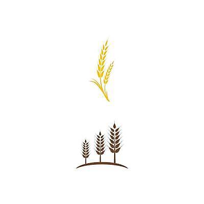 EPS 해외이미지 식물 디자인 음식 빵 농업 일러스트 자연 밥 씨앗 농작물 농장 수확 성장 낟알 시리얼 밀 심볼 사인 보리 귀 내추럴 고립 밭일 엘리먼트 호밀 해외일러스트 산업 곡류 신체부위 생태계 파일형식 벡터 이미지허브