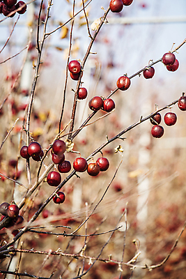 포토 JPG 주간 사람없음 야외 아웃포커스 나뭇가지 사과 특산물 강원도 양구 미니사과 국내포토 자연요소 나무 과일 한국 촬영기법 파일형식