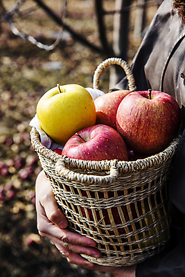 포토 JPG 주간 한명 들기 상반신 성인 야외 옆모습 아웃포커스 바구니 수확 사과 가득함 담기 특산물 강원도 성인한명만 양구 국내포토 자연요소 1 뷰포인트 농업 과일 모션 한국 촬영기법 사람 성인만 파일형식