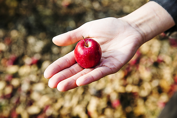포토 JPG 주간 손 들기 야외 아웃포커스 신체부위 사과 특산물 강원도 보여주기 양구 미니사과 국내포토 자연요소 과일 모션 한국 촬영기법 사람 파일형식