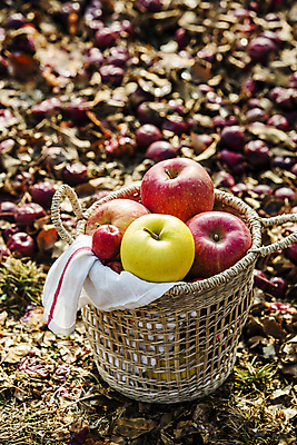 포토 JPG 주간 사람없음 야외 바구니 사과 땅 천 가득함 담기 특산물 강원도 양구 미니사과 국내포토 자연요소 과일 모션 한국 직물 파일형식