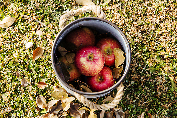 포토 JPG 주간 낙엽 사람없음 야외 바구니 사과 땅 담기 특산물 강원도 양구 국내포토 자연요소 잎 과일 모션 한국 파일형식