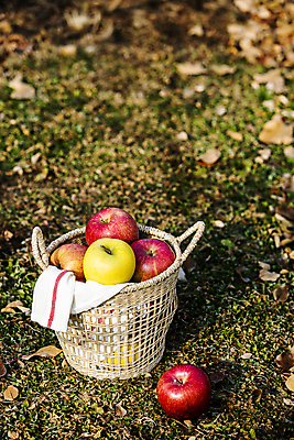 포토 JPG 주간 사람없음 야외 아웃포커스 바구니 사과 땅 천 가득함 담기 특산물 강원도 양구 국내포토 자연요소 과일 모션 한국 촬영기법 직물 파일형식