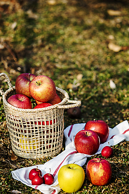 포토 JPG 주간 사람없음 야외 아웃포커스 바구니 사과 천 가득함 담기 특산물 강원도 양구 미니사과 국내포토 자연요소 과일 모션 한국 촬영기법 직물 파일형식