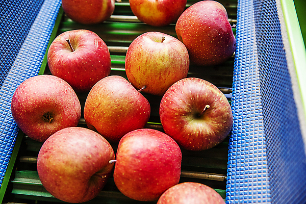 포토 JPG 실내 사람없음 여러개 사과 특산물 강원도 컨베어밸트 양구 국내포토 다수 과일 한국 내부 기계 파일형식