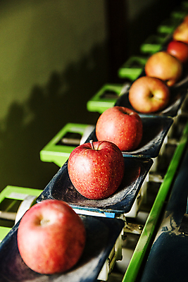 포토 JPG 실내 사람없음 아웃포커스 빛 어둠 기계 사과 소프트포커스 특산물 일렬 강원도 양구 국내포토 과일 한국 촬영기법 내부 파일형식