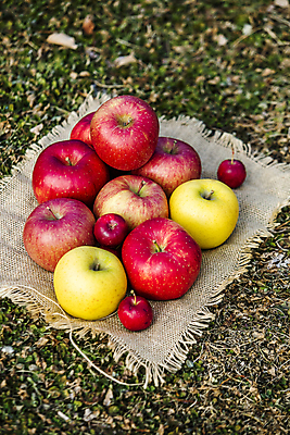 포토 JPG 주간 사람없음 야외 여러개 사과 땅 천 특산물 강원도 양구 미니사과 국내포토 자연요소 다수 과일 한국 직물 파일형식