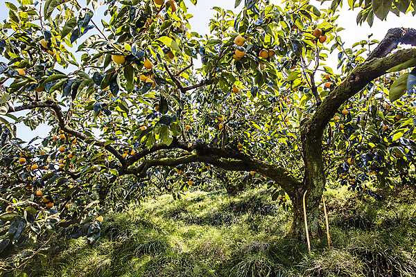 포토 JPG 주간 나뭇잎 사람없음 야외 경상북도 감나무 특산물 단감 김해 진영단감 국내포토 자연요소 나무 잎 감 경상도 경상남도 파일형식