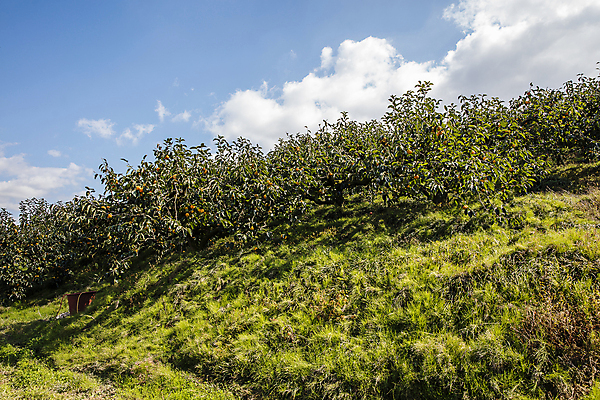 포토 JPG 주간 구름 하늘 사람없음 야외 경상북도 감나무 특산물 김해 진영단감 국내포토 자연요소 나무 감 경상도 경상남도 단감 파일형식