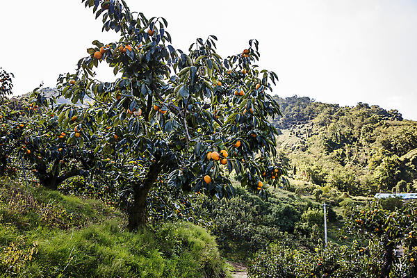 포토 JPG 주간 하늘 사람없음 야외 풀 경상북도 감나무 특산물 단감 김해 진영단감 국내포토 자연요소 나무 식물 감 경상도 경상남도 파일형식