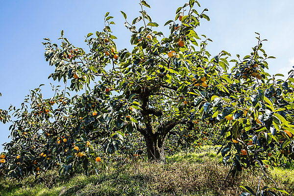 포토 JPG 주간 하늘 사람없음 야외 경상북도 감나무 특산물 단감 김해 진영단감 국내포토 자연요소 나무 감 경상도 경상남도 파일형식