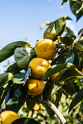 포토 JPG 주간 하늘 나뭇잎 그림자 사람없음 야외 아웃포커스 경상북도 감나무 특산물 단감 김해 진영단감 국내포토 자연요소 나무 잎 촬영기법 감 경상도 경상남도 파일형식