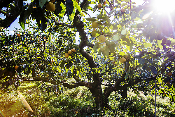 포토 JPG 주간 사람없음 야외 햇빛 경상북도 감나무 특산물 단감 김해 진영단감 국내포토 자연요소 나무 감 태양 경상도 경상남도 파일형식