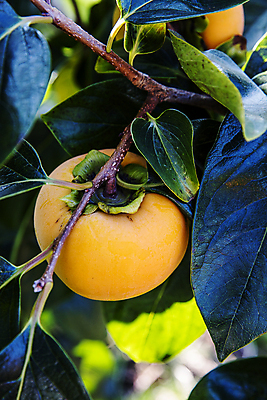 포토 JPG 주간 나뭇잎 근접촬영 사람없음 야외 아웃포커스 나뭇가지 경상북도 감나무 특산물 단감 김해 진영단감 국내포토 자연요소 나무 뷰포인트 잎 촬영기법 감 경상도 경상남도 파일형식