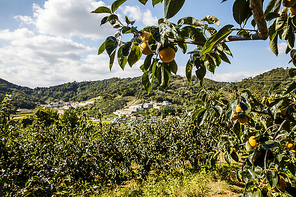 포토 JPG 주간 구름 하늘 나뭇잎 산 사람없음 야외 경상북도 감나무 특산물 단감 김해 진영단감 국내포토 자연요소 나무 잎 감 경상도 경상남도 파일형식