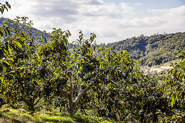 포토 JPG 주간 구름 하늘 사람없음 야외 경상북도 감나무 특산물 단감 김해 진영단감 국내포토 자연요소 나무 감 경상도 경상남도 파일형식